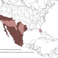 Arenivaga genus distribution.