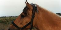 A dun horse, note dark ear tips, sootiness on face and white guard hairs on outside of dark mane.