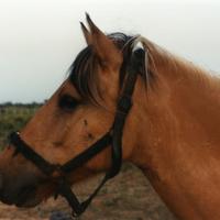 A dun horse, note dark ear tips, sootiness on face and white guard hairs on outside of dark mane.